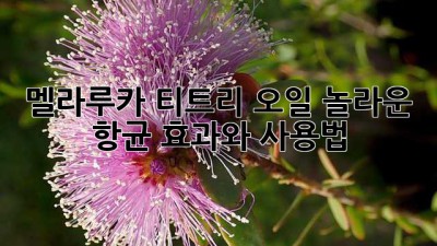 멜라루카 티트리 오일: 놀라운 항균 효과와 사용법